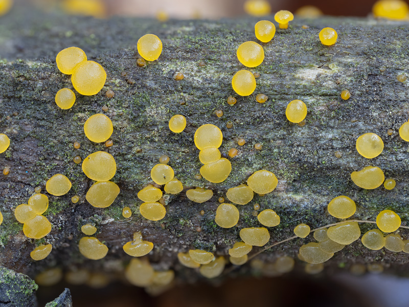 Dacrymyces capitatus